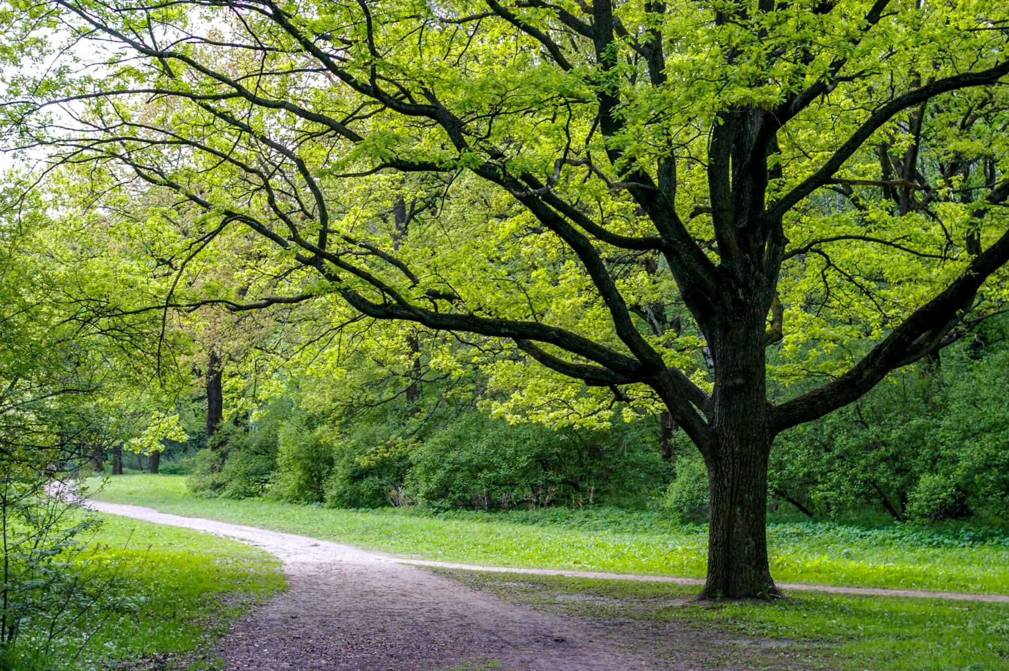 Rvores No Jardim Conhe A Dicas E T Cnicas Para Cultivo Jardim Dos