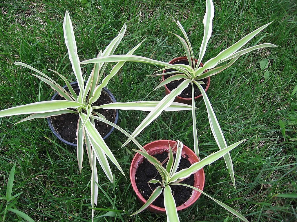 Os Benef Cios Do Clorofito Chlorophytum Comosum Jardim Dos Sonhos