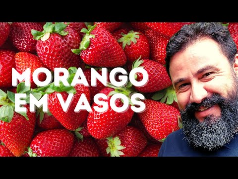 Como plantar morango em vasos, passo a passo