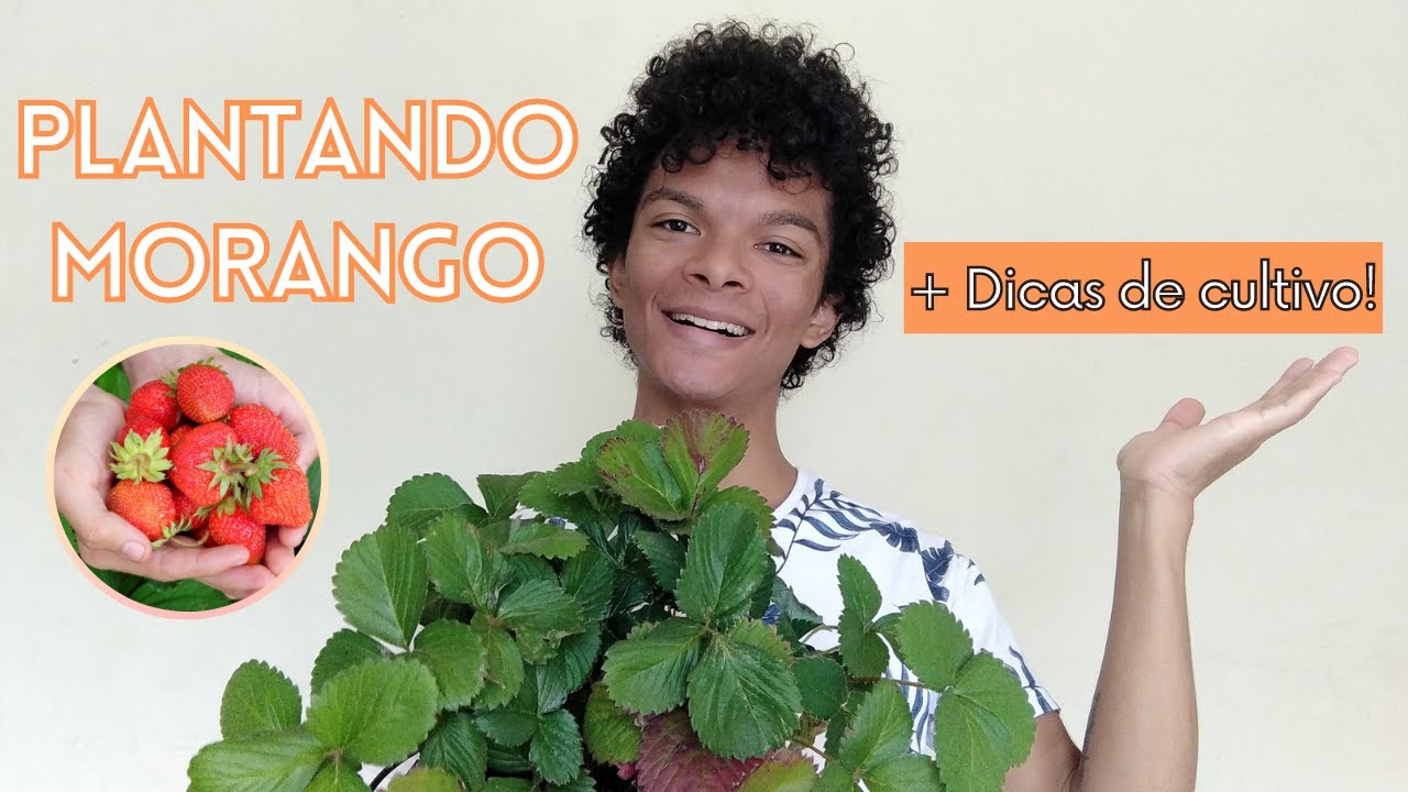 Maio é o melhor mês para plantar morango!