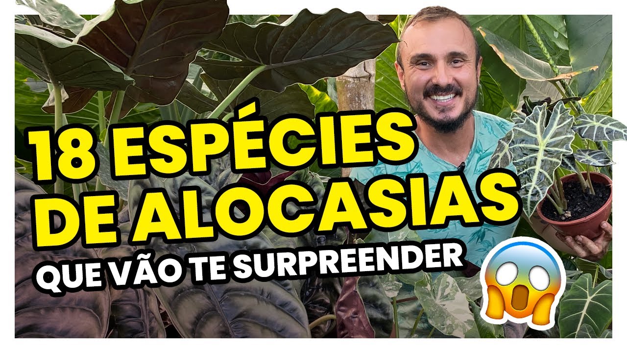 Conheça 18 espécies de ALOCASIAS para cultivar | Decoração e Jardinagem