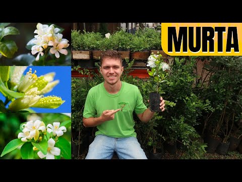 Como plantar e fazer cerca viva com a Murta de Cheiro