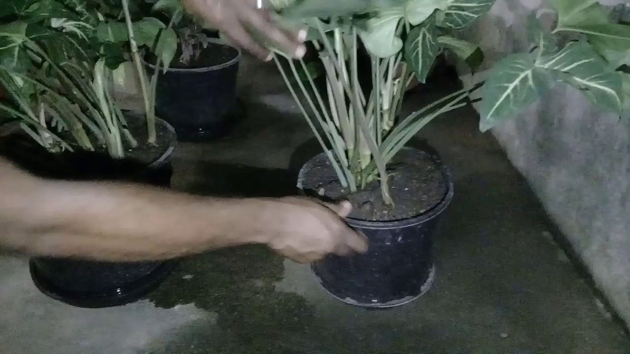 Como cuidar da planta cara de cavalo. - Parte 2.
