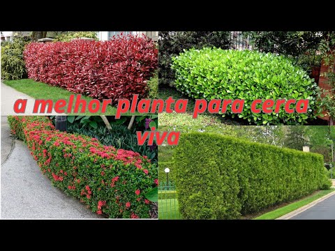 CERCA VIVA COM CRESCIMENTO RÁPIDO FICA PRONTA EM 30 DIAS QUAIS AS MELHORES PLANTAS QUE CRESCE RÁPIDO