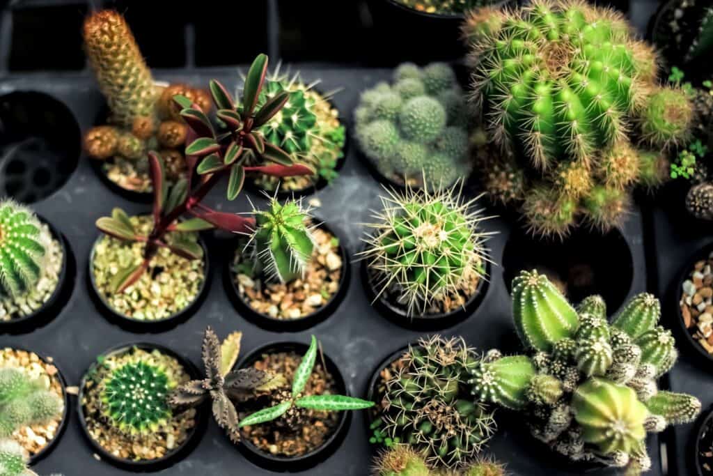 Mitos Sobre Jardinagem: Desvende 7 Verdades Indispensáveis - Jardim Dos ...